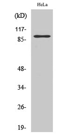 PGBD1 rabbit pAb