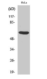 PHF1 rabbit pAb