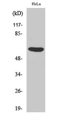 PHF1 rabbit pAb