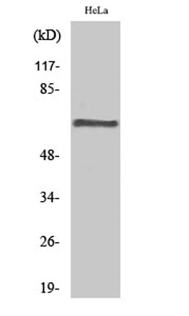 PP2A-Aβ rabbit pAb