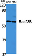 Rad23B rabbit pAb