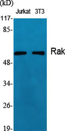 Rak rabbit pAb