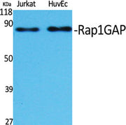 Rap1GAP rabbit pAb