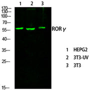 RORγ rabbit pAb