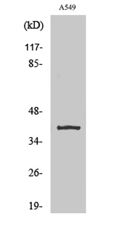 TASK-5 rabbit pAb