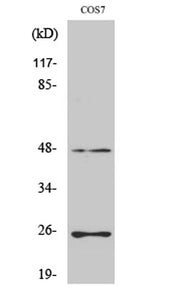 TGFβ3 rabbit pAb