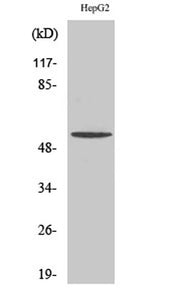 TMEM145 rabbit pAb