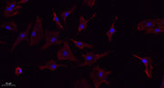 TNF-α rabbit pAb