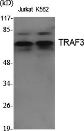 TRAF3 rabbit pAb