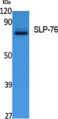 SLP-76 rabbit pAb