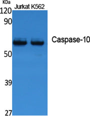 Caspase-10 rabbit pAb