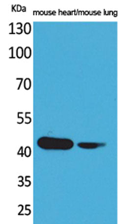 Actin-α cardiac muscle rabbit pAb