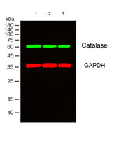 Catalase rabbit pAb
