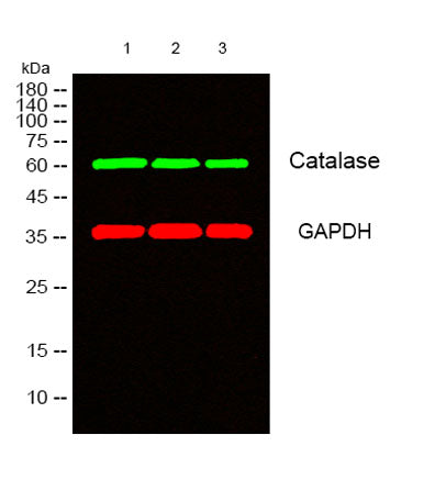 Catalase rabbit pAb