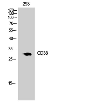 CD38 rabbit pAb