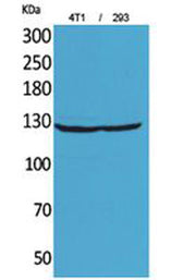 Integrin αD rabbit pAb
