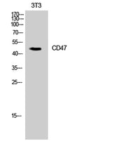CD47 rabbit pAb