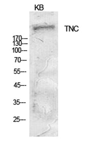 Tenascin-C rabbit pAb