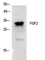 FGF-2 rabbit pAb