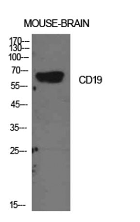 CD19 rabbit pAb