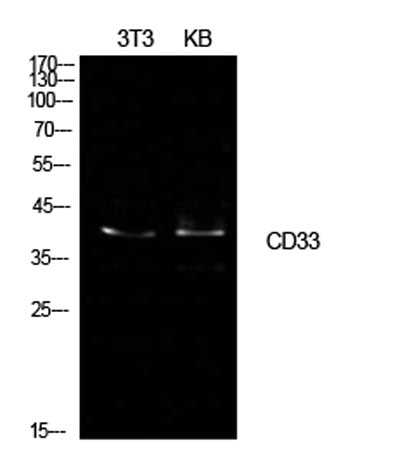 CD33 rabbit pAb