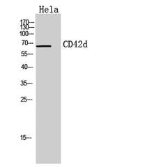 CD42d rabbit pAb