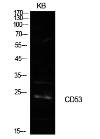 CD53 rabbit pAb