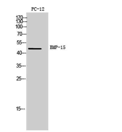 BMP-15 rabbit pAb