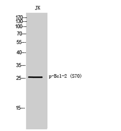 Bcl-2 (phospho Ser70) rabbit pAb