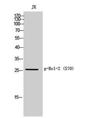 Bcl-2 (phospho Ser70) rabbit pAb