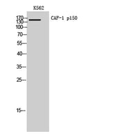 CAF-1 p150 rabbit pAb