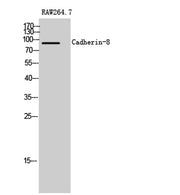 Cadherin-8 rabbit pAb