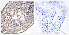 Dynein LC 4 rabbit pAb