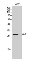 ALY rabbit pAb