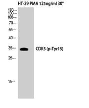 Cdk5 (phospho Tyr15) rabbit pAb