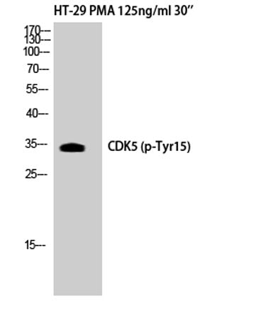 Cdk5 (phospho Tyr15) rabbit pAb