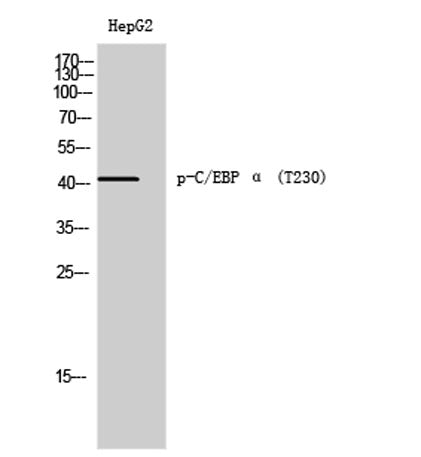 C/EBP α (phospho Thr230) rabbit pAb