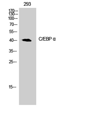 C/EBP α rabbit pAb