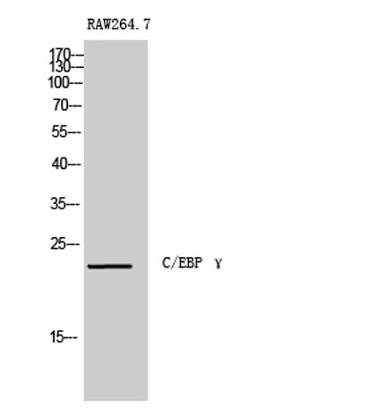 C/EBP γ rabbit pAb