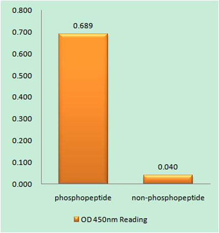 CENP-A (phospho Ser7) rabbit pAb