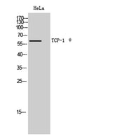 TCP-1 θ rabbit pAb