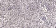 SCG10 (phospho Ser73) rabbit pAb