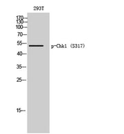 Chk1 (phospho Ser317) rabbit pAb