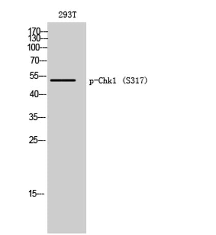 Chk1 (phospho Ser317) rabbit pAb