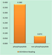 Chk1 (phospho Ser296) rabbit pAb