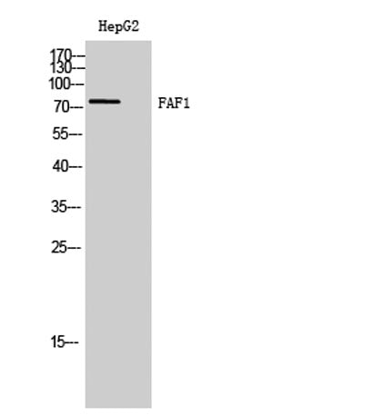 FAF1 rabbit pAb