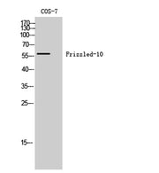 Frizzled-10 rabbit pAb