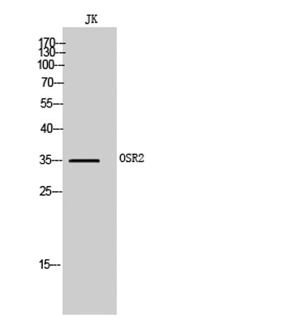OSR2 rabbit pAb