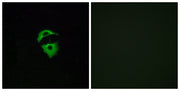 Olfactory receptor 2D2 rabbit pAb