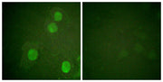 Histone H4 (phospho Ser47) rabbit pAb